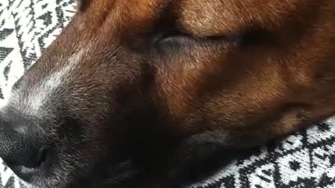 Rescued dog sleeps peacefully on owner's lap