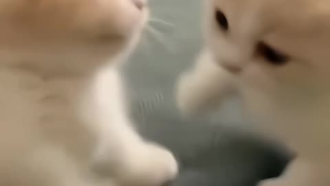 The little cuties Boxing | Cute Cats
