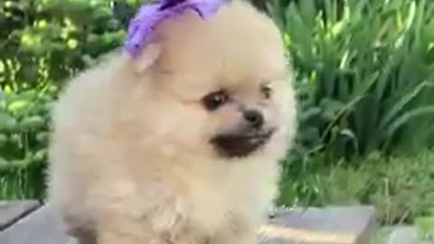 Cute baby Pomeranian_ short and funny video