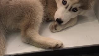 Husky puppy cools down in refrigerator