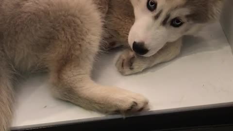 Husky puppy cools down in refrigerator