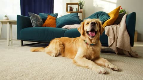 Golden retriever close-up. Obedient dog lying on floor in living room