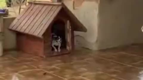 small dog does not like visitors coming to it's house unannounced