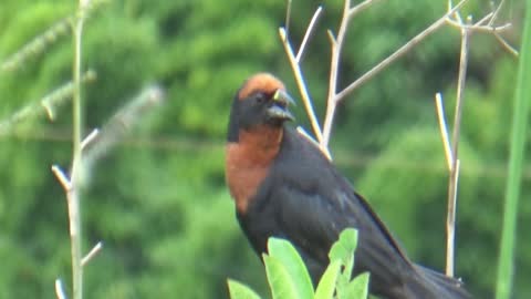 Garibaldi bird......Pássaro Garibaldi