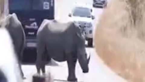 RHINO DECIDES TO STAY AT THE MIDDLE OF THE ROAD CAUSING MOTORIST TO STOP