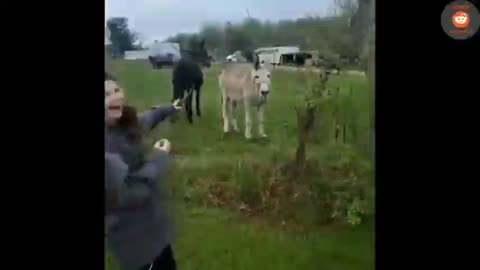 Donkey Laughs at Dog Getting Shocked By Electric Fence