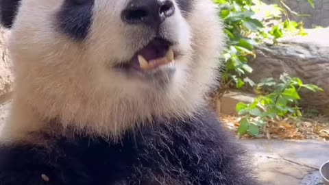 The panda is eating bamboo shoots