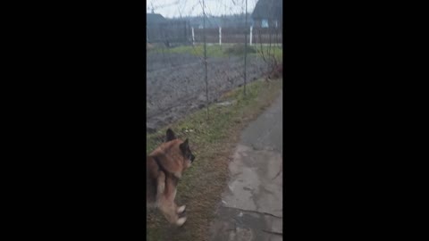 Eric the dog is playing,Belgian Shepherd Eric