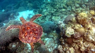 Swimming with a sea turtle - Bucket list item: check!