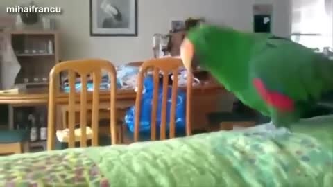 Parrots enjoying a sound