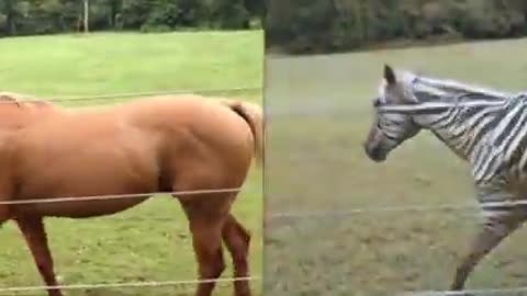 Horse and zebra video