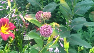 Hawk Moth In Flowering Milkweed