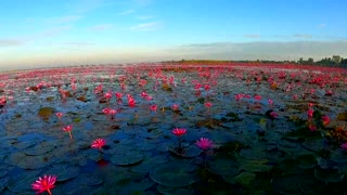 El increíble espectáculo de miles de flores de loto un lago de Tailandia