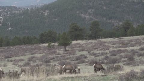 Rocky Mountain National Park A Gang Of Elk