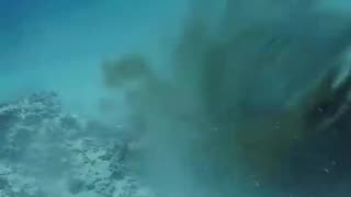 Shark v Octopus Battle