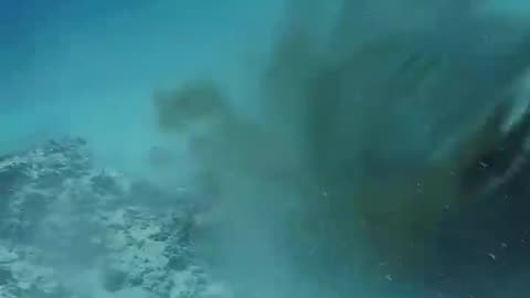 Shark v Octopus Battle