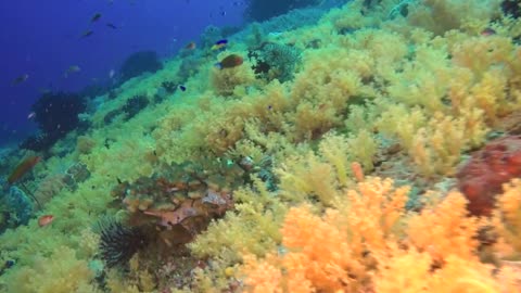 Breathtaking Dive in Raja Ampat, West Papua, Indonesia Coral Reef, Into the Ocean & Under the Sea