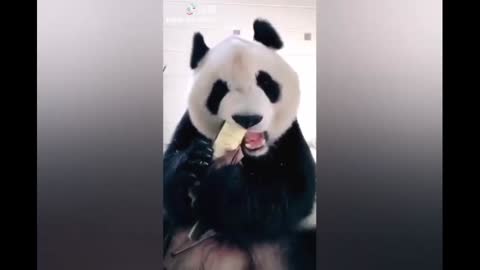 Cute panda ❤️ eating bamboo 🐼😉