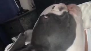 Dog saying i love you to owner