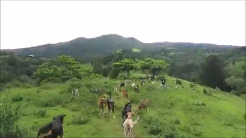Territorio de Zaguates "Land of The Strays" Dog Rescue Ranch Sanctuary in Costa Rica || Dog Video||