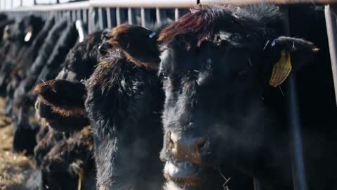 A cow is eating, looking into the camera and letting the steam out of its nose