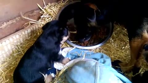 Jack Russell Puppies - 3 Weeks Old (Black and Tan)