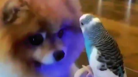 Does your dog like parrots?