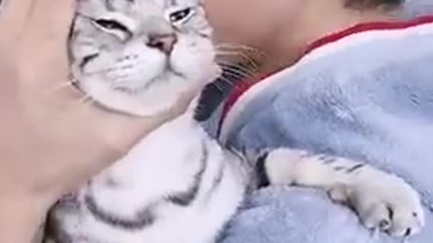 Cat funny video see