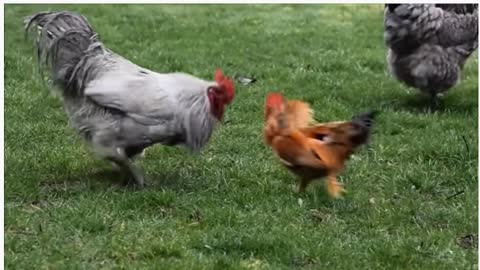 David and Goliath: Huge Rooster runs from the little one.