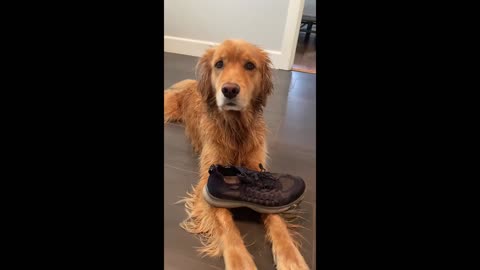 Dog Stops Biting Shoe As Woman Tells Its Not a Toy
