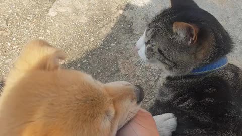 A cat that acts cute to ask me to touch it.