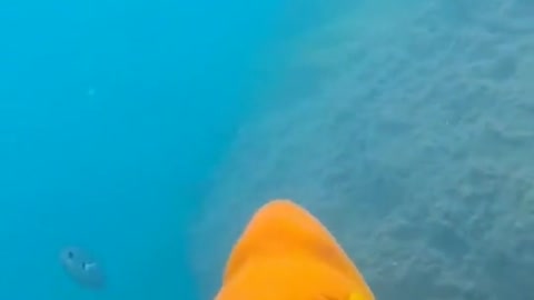 Beautiful yellow fish swimming under water