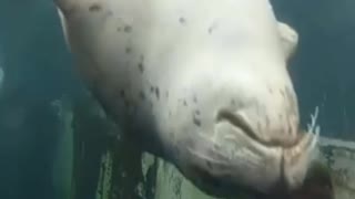 White Seal Performances Acrobatics in the Water