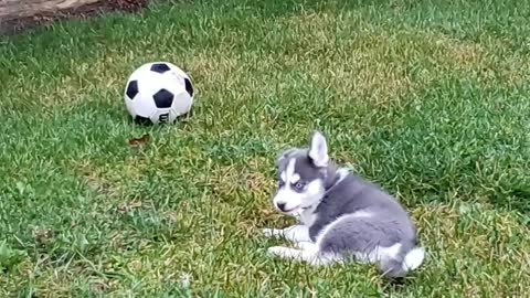 Spike playing with the soccer ball
