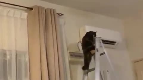 High Climbing Kitty Causes Chaos