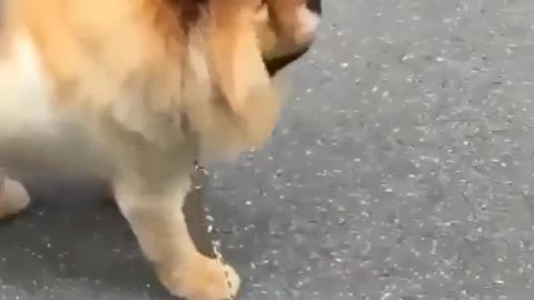 Dog or lion