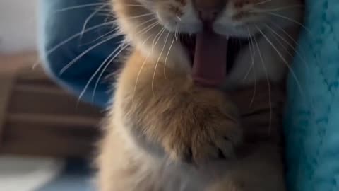 Funny cat videos