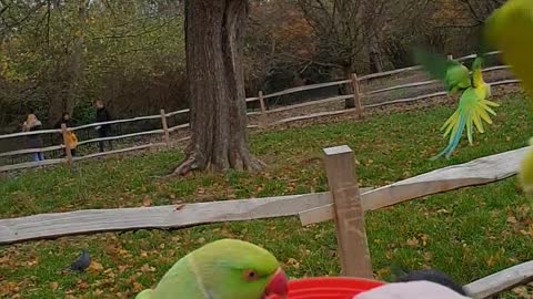 Feeding Countless Beautiful Wild Parakeets