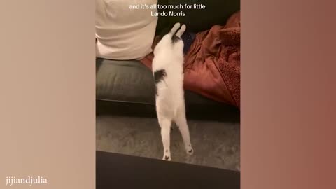 funny cat videos memes