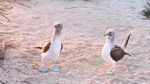 Amazing duck, never seen a duck.