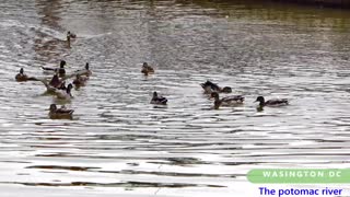 The wild ducks playing together innocently together are so cute