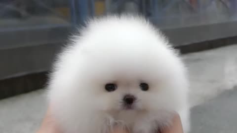 Cute white miniteacup Pomeranian puppy video