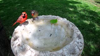 More Cardinals Courtship Feeding