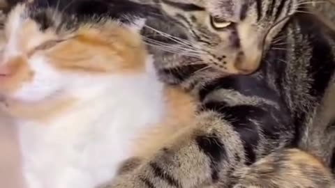 lovely cat hug