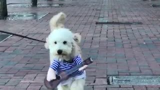 A golden doodle dog wearing a blue musician costume walks down the street
