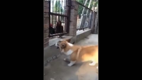 Dog Vs Chicken Funny Fight