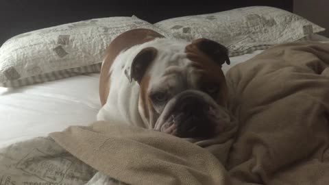 Lazy Bulldog only gets out of bed for one thing