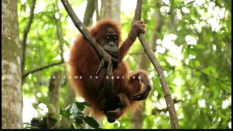 The Sumatran orangutan (Pongo abelii) is one of the two species of orangutans,