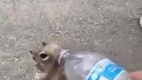 Squirrel feels very thirsty