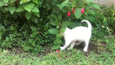 Baby cat 🐈 and funny cat 🐈 play with little flowers